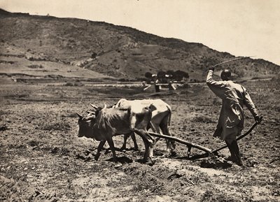 在法西斯时代建立一个帝国：在altopiano上耕作，1936年5月9日（黑白照片）。 作者 莫迪斯蒂诺·巴尔迪内蒂