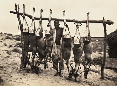 在法西斯时代建立一个帝国：一些被捕获的鹿，1936年5月9日（黑白照片）。 作者 莫迪斯蒂诺·巴尔迪内蒂