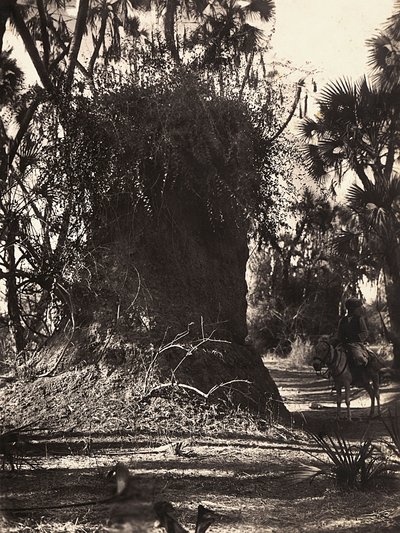 在法西斯时代建立一个帝国：白蚁群，1936年5月9日（黑白照片）。 作者 莫迪斯蒂诺·巴尔迪内蒂