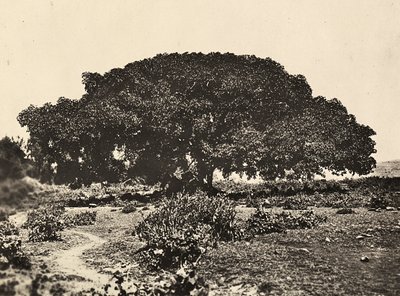 在法西斯时代建立一个帝国：西科莫罗，1896年在阿杜瓦的意大利囚犯法庭，1936年5月9日（黑白照片）。 作者 莫迪斯蒂诺·巴尔迪内蒂