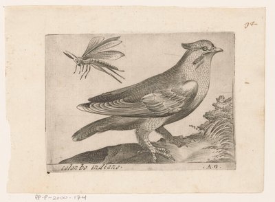 Pestvogel (Bombycilla garrulus)
殖民地（物体上的标题）
Vogels（系列名称） 作者 雅克·德·福纳泽里斯（可能）