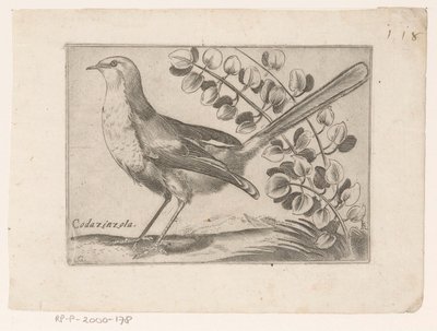 沃格尔
科达津佐拉（物品上的标题）
Vogels（系列名称） 作者 雅克·德·福纳泽里斯