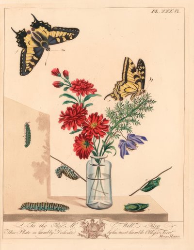 Swallowtail butterfly, Papilio machaon. Handcoloured lithograph after an illustration 作者 摩西·哈里斯