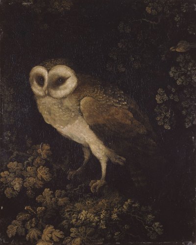 一只猫头鹰，1780-1790。 作者 摩西·霍顿