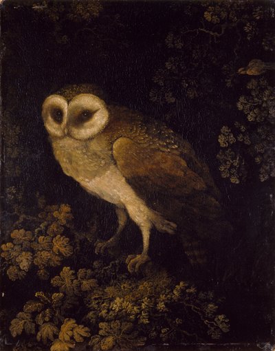 猫头鹰，1780-90年 作者 Moses Haughton