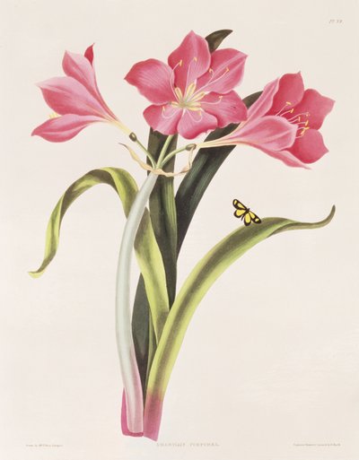 Amaryllis purpurea，来自&39;Hexandrian植物的选择&39;的第39页，由Robert Havell（1769-1832）雕刻，酒吧。 1831年至1834年 作者 爱德华·伯里夫人