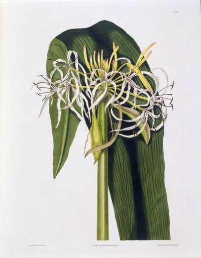 Crinum Declinatum，来自&39;一种Hexandrian植物的选择&39;的板块43，出版于伦敦的R. Havell，1831-34（手工彩色雕刻） 作者 爱德华·伯里夫人