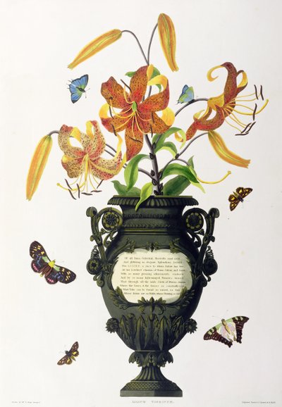 百合（Lilium tigrinum）（虎百合），来自&39;Hexandrian植物的选择&39;，由R. Havell雕刻，c.1831-34 作者 爱德华·伯里夫人