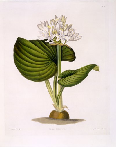 Pancratium Amboinense，来自&39;一系列Hexandrian植物&39;的板块20，出版于伦敦R. Havell，1831-34（手工彩色雕刻） 作者 爱德华·伯里夫人