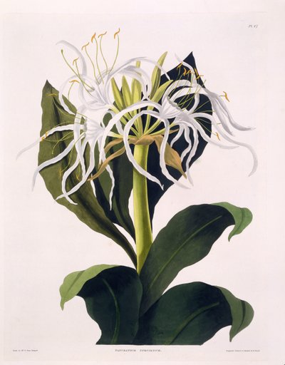 Pancrapec Speciosum，来自&39;一种Hexandrian植物的选择&39;的板块47，出版于伦敦的R Havell，1831-1834（手工彩色雕刻） 作者 爱德华·伯里夫人