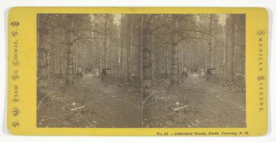 Cathedral Woods, North Conway, N.H., 19世纪中期。 作者 西北皮斯