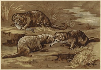关于水獭（石版） 作者 N帕克