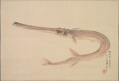 针鱼（Yagara） 作者 中岛来章