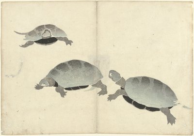 三只乌龟
科林画册（系列名称）
科林加福（系列名称） 作者 松田慎介（可能）