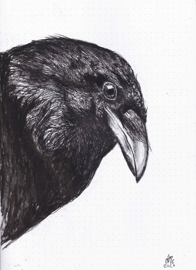 Crow or Raven, 2020 作者 南希·莫尼兹·查拉拉姆布斯