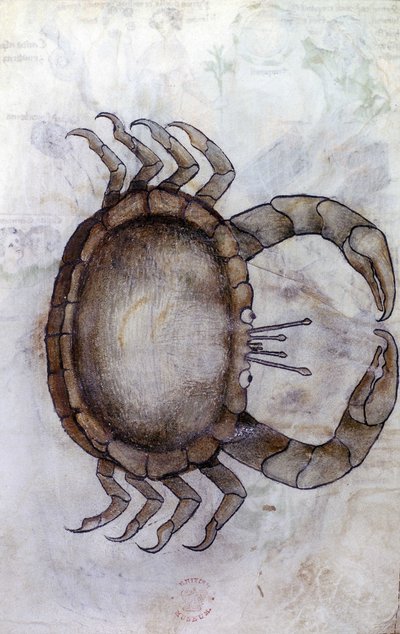 Sloane 3983 f.14v，一只螃蟹，代表巨蟹座的星座 作者 荷兰语学校