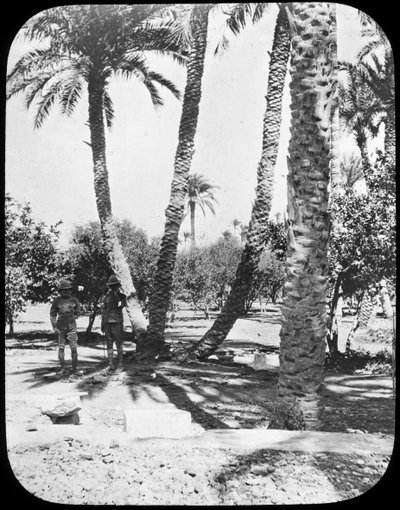 苏丹喀土穆，通用戈登斯花园，大约1890年 作者 牛顿公司