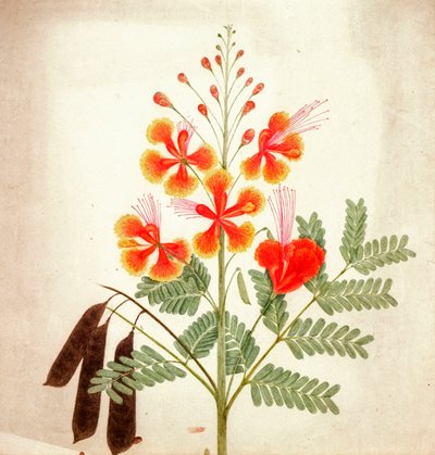 花卉研究，约 1840 年（水彩画） 作者 尼古拉斯·汤姆林森