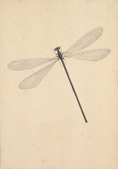 一只蜻蜓，18世纪初-18世纪中叶。 作者 尼古拉斯·斯特鲁伊克