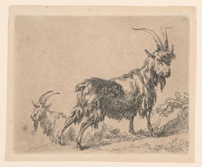 两只山羊，选自 Berchem 的《Animalia》（动物）[ Animalia ad vivum delineata et aqua forti aeri impressa Studio et Arte Nicolai Berchem]。 作者 尼古拉斯·伯赫姆
