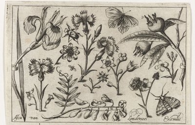 花朵和蝴蝶
鸟类、花卉、昆虫等(系列名称） 作者 尼古拉斯·德布鲁因（可能）