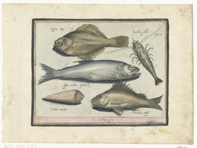 比目鱼、虾、胡瓜鱼和黄貂鱼
Libelivs varia Genera piscium complectens（系列名称）
淡水鱼、海鱼、蛙、甲壳类和海洋生物（系列名称） 作者 尼古拉斯·德·布鲁因