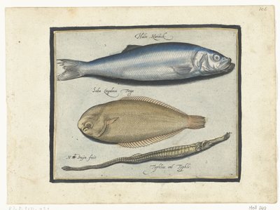 鲱鱼、鳎鱼和琵琶鱼
Libelivs varia Genera piscium complectens（系列名称）
淡水鱼、海鱼、蛙、甲壳类和海洋生物（系列名称） 作者 尼古拉斯·德·布鲁因
