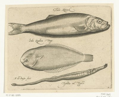 鲱鱼、鳎鱼和琵琶鱼
Libelivs varia Genera piscium complectens（系列名称）
淡水鱼、海鱼、蛙、甲壳类和海洋生物（系列名称） 作者 Francoys van Beusekom