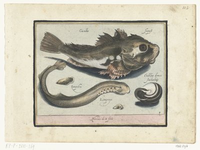 鳕鱼、刺和蜗牛壳
Libelivs varia Genera piscium complectens（系列名称）
淡水鱼、海鱼、青蛙、甲壳类和海洋生物（系列名称） 作者 尼古拉斯·德·布鲁因