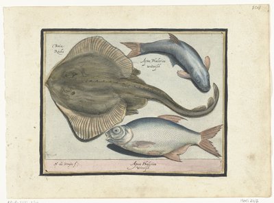 鳐鱼、鳊鱼和白鲑
Libelivs varia Genera piscium complectens（系列名称）
淡水鱼、海水鱼、蛙、甲壳类和海洋生物（系列名称） 作者 阿苏鲁斯·范·隆德西尔