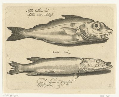 黑线鳕和梭子鱼
Libelivs varia Genera piscium complectens（系列名称）
淡水鱼、海鱼、蛙、甲壳类和海洋生物（系列名称） 作者 尼古拉斯·德·布鲁因