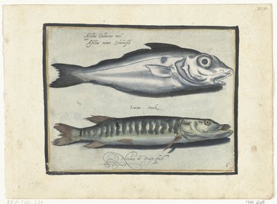 黑线鳕和梭子鱼
Libelivs varia Genera piscium complectens（系列名称）
淡水鱼、海鱼、蛙、甲壳类和海洋生物（系列名称） 作者 尼古拉斯·德·布鲁因