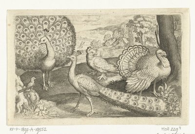 两只孔雀和火鸡
鸟类和昆虫 作者 尼古拉斯·德·布鲁因