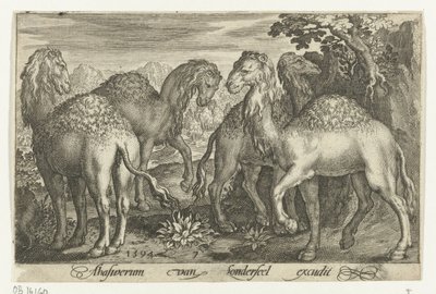 四只单峰驼
Animalivm qvadrvpedvm（系列名称）
风景中的动物（系列名称） 作者 尼古拉斯·德·布鲁因