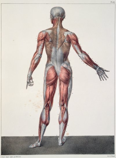 人体解剖学，来自Jean-Baptiste Marc Bourgery（1797-1849）的&39;Traite Complet d&39;Anatomie de l&39;Homme&39;，由巴黎Bernard刻，1831年 作者 尼古拉斯·亨利·雅各布
