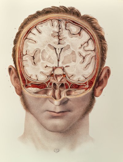 大脑，由Jean-Baptiste Marc Bourgery撰写的“人类解剖学完整论述”（1797-1849）1866-67 作者 尼古拉斯·亨利·雅各布
