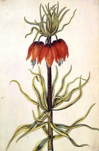 Fritilleria, 约1675 (牛皮纸上的水粉画) 作者 尼古拉斯·罗伯特