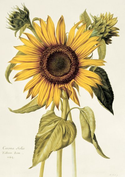 Helianthus Annuus（向日葵）第71号来自&39;Velins du Roi Vol.36&39;，c.1666-85（wc on vellum） 作者 尼古拉斯·罗伯特