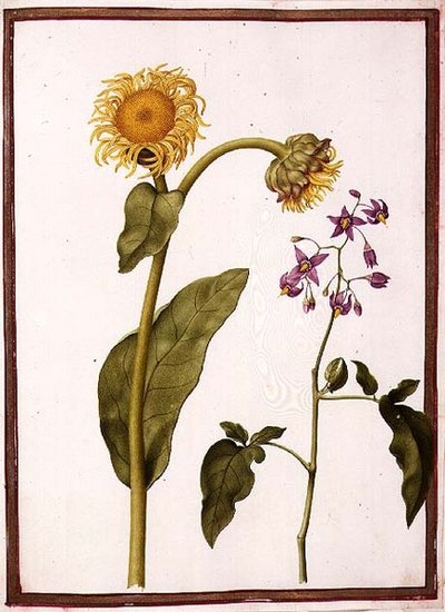 PD.109-1973.f11 (LtoR) Inula Helenium Decampanr and Solanum dulcamara (Bitterweet) (watercolor on vellum) 作者 尼古拉斯·罗伯特