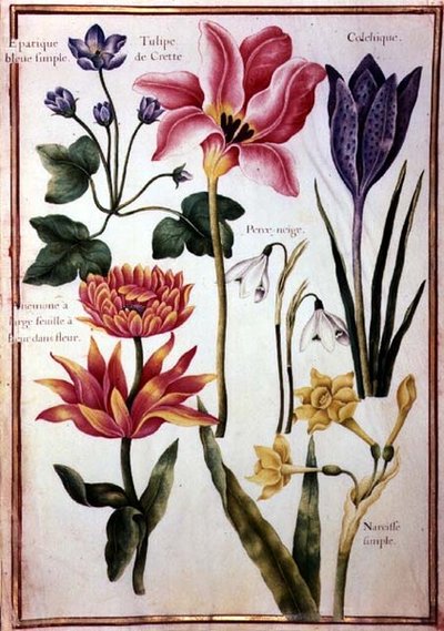 PD.109-1973.f48花卉研究（牛皮纸上的水彩）。 作者 尼古拉斯·罗伯特