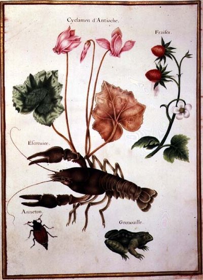 PD.109-1973.f57 仙客来，高山草莓，龙虾和青蛙（牛皮纸上的水彩）。 作者 尼古拉斯·罗伯特