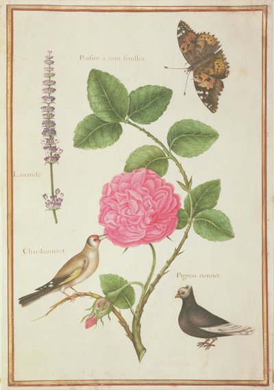 PD.109-1973.f60 Centifolia Rose，薰衣草，龟甲蝴蝶，金翅雀和凤头鸽（wc on vellum） 作者 尼古拉斯·罗伯特