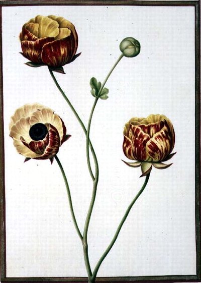 PD.109-1973.f6 亚洲小牡丹（牛皮纸上的水彩画） 作者 尼古拉斯·罗伯特