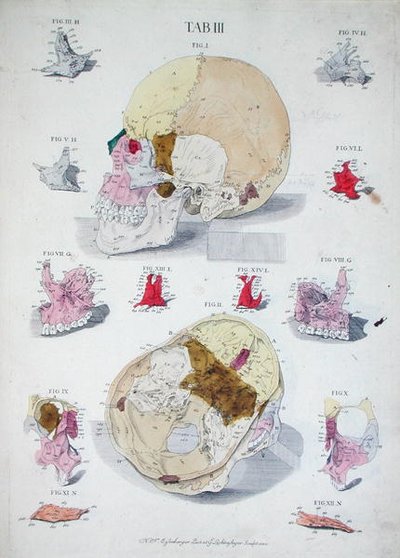 头骨的骨骼，来自克里斯托夫-雅各布-特鲁（1695-1769）的《骨学表》，由G.Lichtensteger刻制。 作者 尼古拉斯·弗里德里希（后）艾森伯格