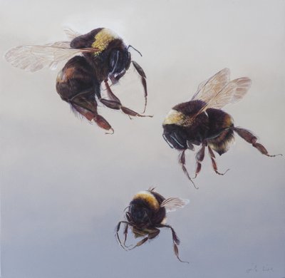 Bombus flight 1，2011 年（木板上的丙烯画） 作者 奥迪尔·基德