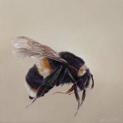 Bombus terrestis 8，2013 年（木板上的丙烯颜料） 作者 奥迪尔·基德