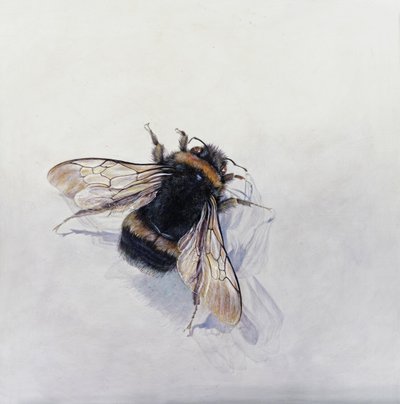 Bombus terrestris 11（石膏粉木板上的丙烯颜料） 作者 奥迪尔·基德