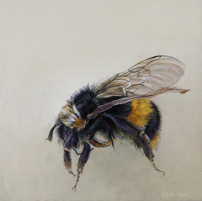 Bombus terrestris 1 (a)，2008 年（木板上的丙烯颜料） 作者 奥迪尔·基德