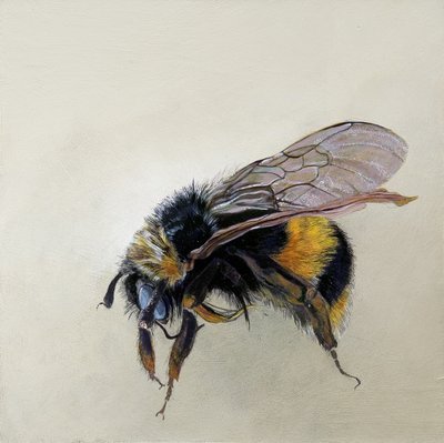 Bombus terrestris 1 (b)，2008 年（木板上的丙烯颜料） 作者 奥迪尔·基德