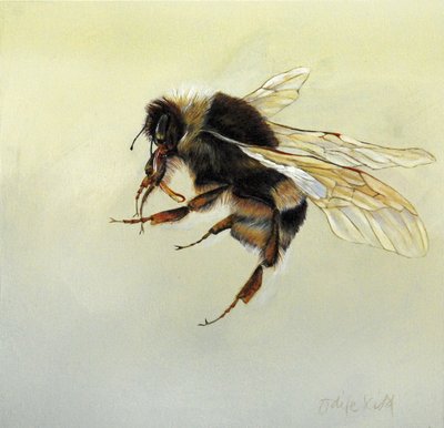 Bombus terrestris 4，2011 年（木板上的丙烯颜料） 作者 奥迪尔·基德